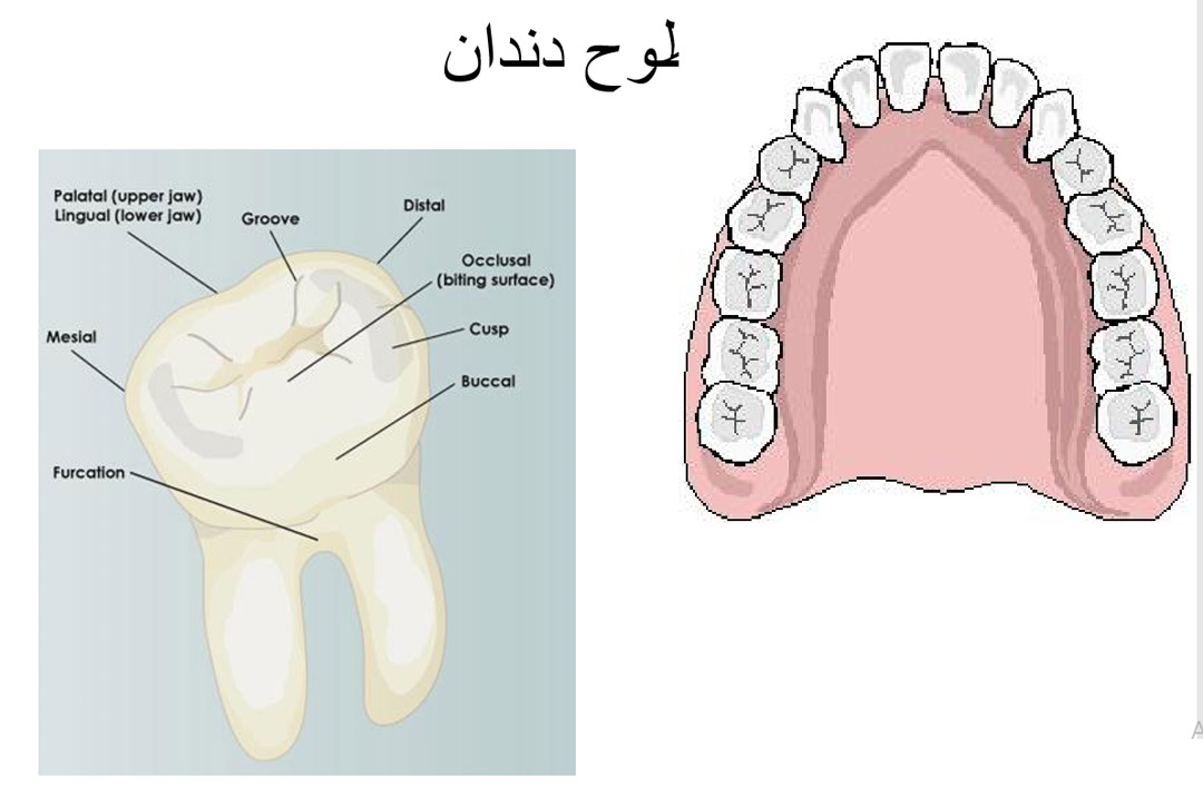نام دندان ها در اصطلاحات دندانپزشکی